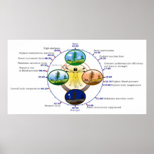 Affiches Horloge biologique humaine de sommeil de rythme