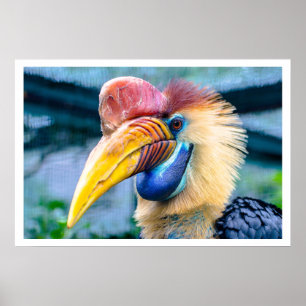 Affiches Hornbill