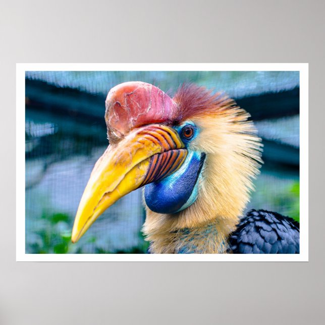 Affiches Hornbill (Devant)