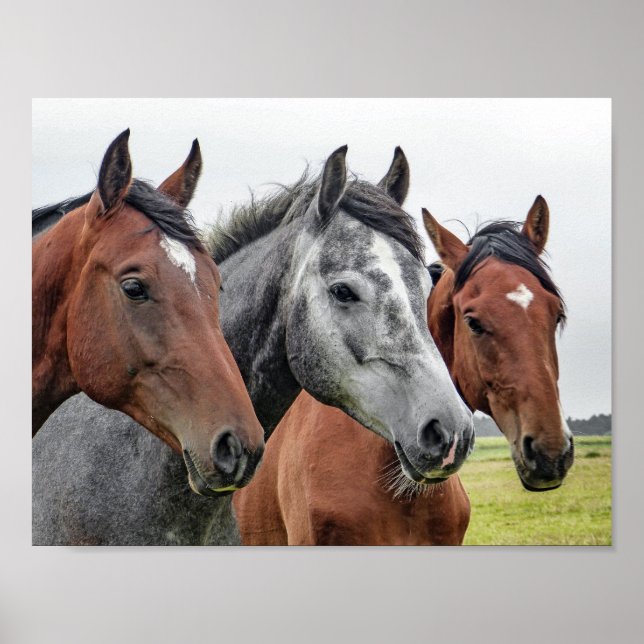 Affiches horse (Devant)