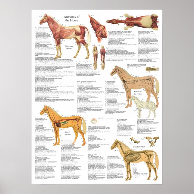 Affiches Horse Anatomy Muscles Bones Arteries 18 X 24 (Devant)