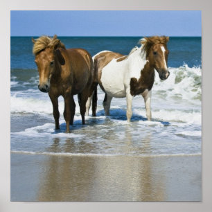 Affiches Horse Beach Canvas Imprimer