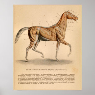 Affiches Horse Muscle Anatomy French Vintage Print