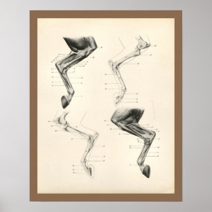 Affiches Horse Muscles Leg Bones Veterinary Anatomy Print