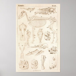 Affiches Horse Skeleton Veterinary Anatomy Print