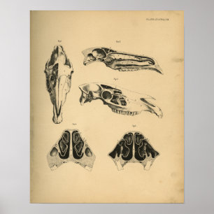 Affiches Horse Skull Anatomy 1908 Vintage Print