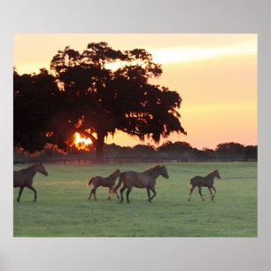 Affiches Horse Sunset Art Imprimer -24x20 -cliquez pour obt