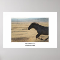 HORSE WLD DE LA PHOTOGRAPHIE UTAH