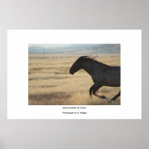 AFFICHES HORSE WLD DE LA PHOTOGRAPHIE UTAH