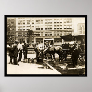 Affiches Horses Drinking Water in New York City 1911