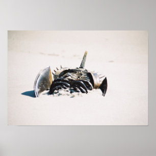 Affiches Horseshoe carb