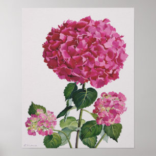Affiches Hortensia