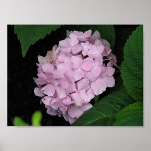 Affiches Hortensia