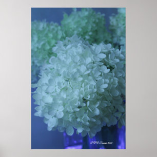 Affiches Hortensia 11
