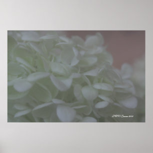 Affiches Hortensia 6
