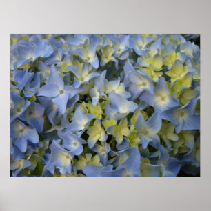 Affiches hortensia en fleur