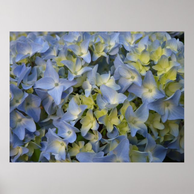 Affiches hortensia en fleur (Devant)