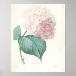 Affiches Hortensia rose