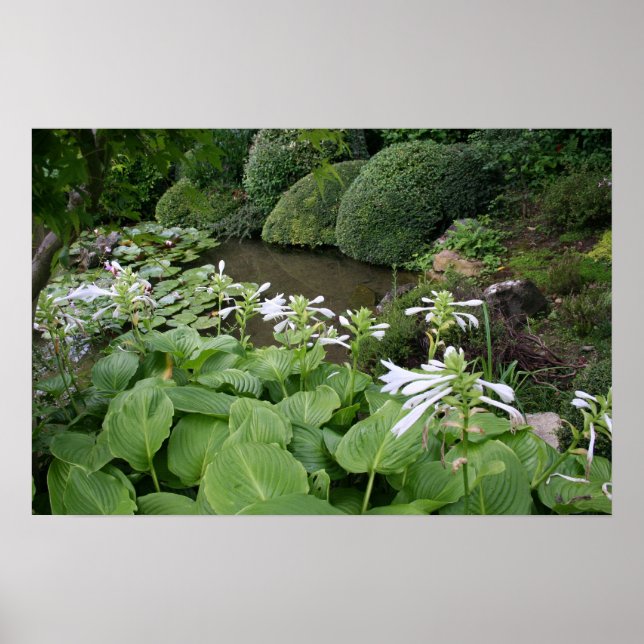 Affiches Hosta dans un jardin zen 2 (Devant)