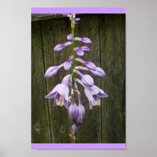 Affiches Hosta Flower