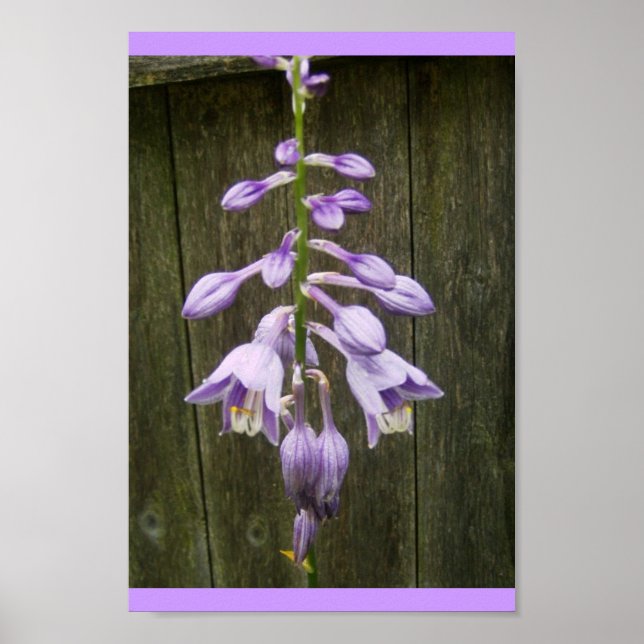 Affiches Hosta Flower (Devant)