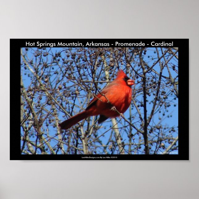 Affiches Hot Springs Mountain, AR - Promenade - Cardinal (Devant)