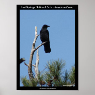 Affiches Hot Springs National Park, AR - American Crow