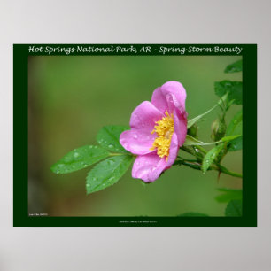 Affiches Hot Springs National Park, AR Wild Rose Stamps