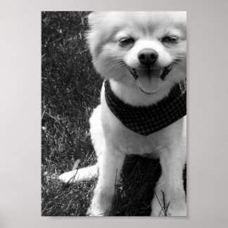 Affiches Hot Summer Doggy Days