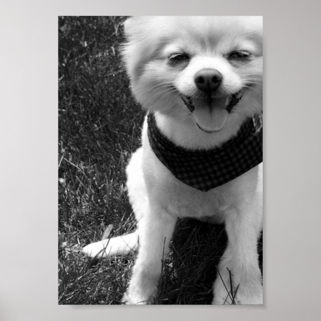 Affiches Hot Summer Doggy Days (Devant)