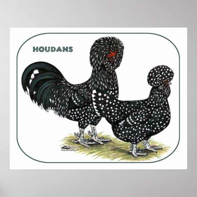 Affiches Houdan Chickens (Devant)