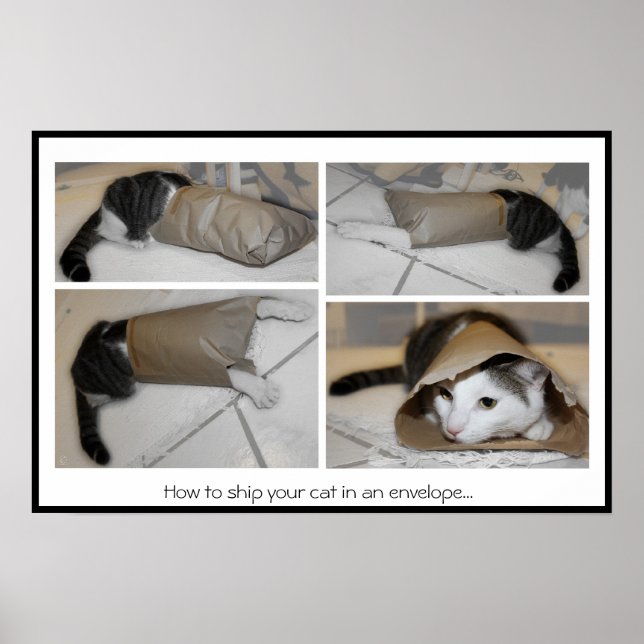 Affiches How to ship your cat in an envelope...funny  print (Devant)