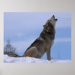 Affiches Howling Loup de bois de l'Alaska