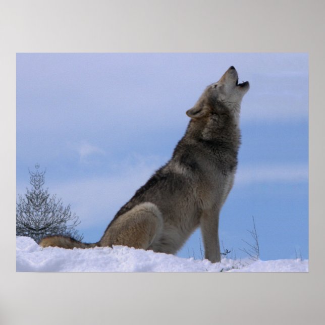 Affiches Howling Loup de bois de l'Alaska (Devant)