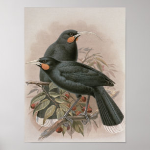 Affiches Huia