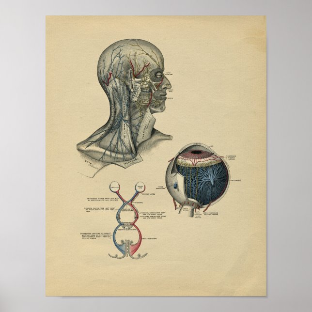 Affiches Human Head Neck Anatomy 1902 Vintage Print (Devant)