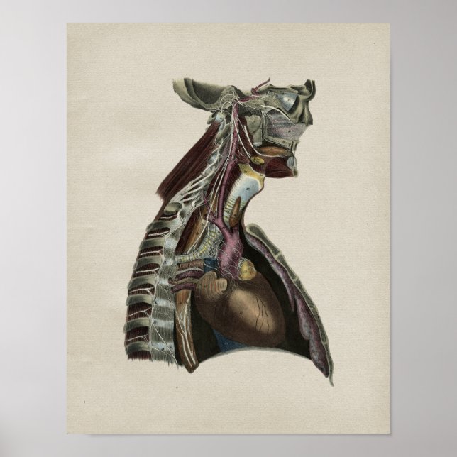 Affiches Human Nervous System Anatomy Vintage Print (Devant)