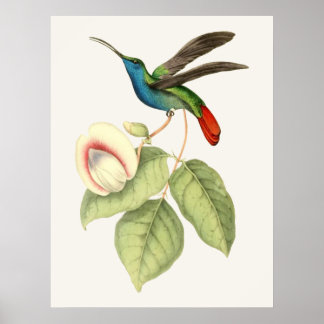 Affiches Hummingbird and Flower