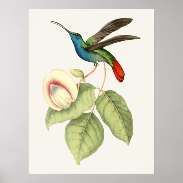 Affiches Hummingbird and Flower (Devant)