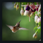 Affiches Hummingbird And Fushia Flower Plant Print<br><div class="desc">Hummingbird And Fushia Flower Plant Print</div>