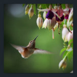 Affiches Hummingbird And Fushia Flower Plant Print<br><div class="desc">Hummingbird And Fushia Flower Plant Print</div>