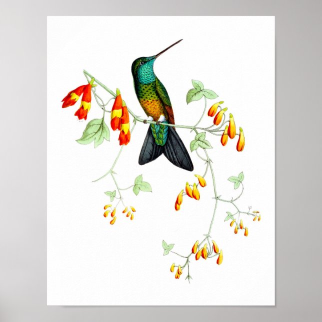 Affiches Hummingbird No.6 Antique Histoire Naturelle Imprim (Devant)