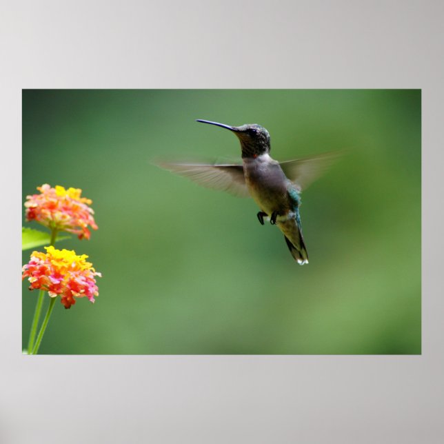 Affiches Humour d'été (Devant)