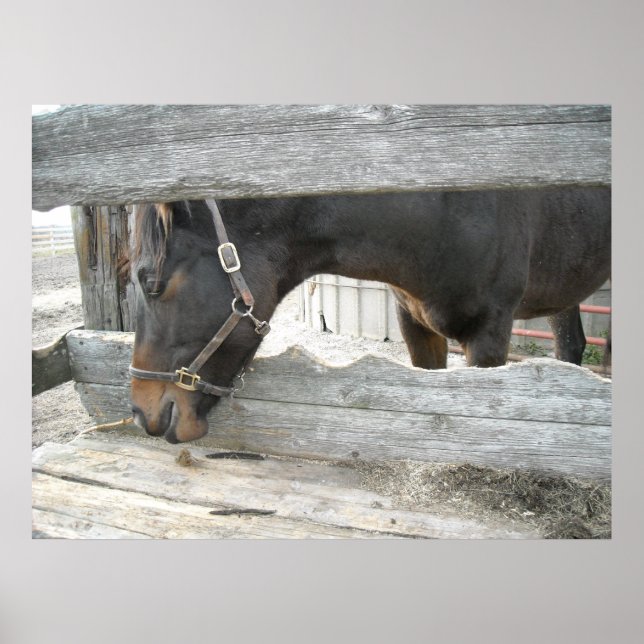 Affiches Humour sur les chevaux de ferme (Devant)