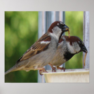 Affiches Hungry House Sparrows Print