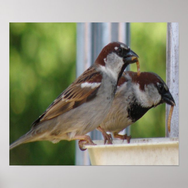 Affiches Hungry House Sparrows Print (Devant)