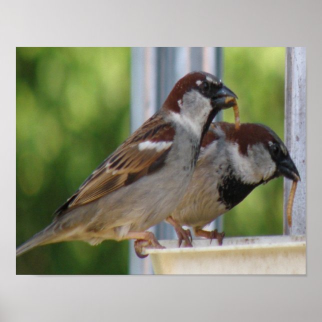 Affiches Hungry House Sparrows Print (Devant)