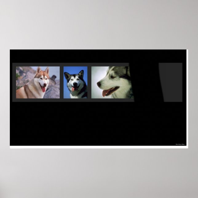 Affiches Huskies Print (Devant)