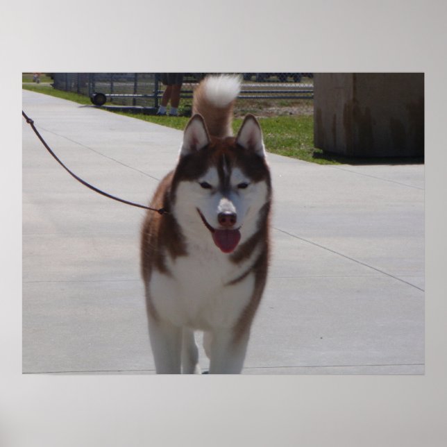 Affiches Husky Sibérien Rouge (Devant)