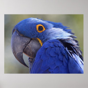 Affiches Hyacinth Macaw